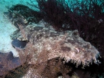 Wobbegong Shark